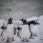 Postcards from Antarctica